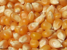 BULK GRAINS: Popcorn Yellow Organic, 25 lb